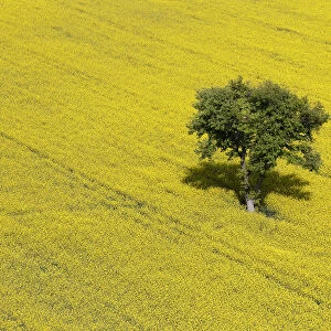 A field of colza with its yellow flowers surrounds a tree near Janneyrias