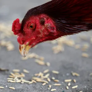 Fighting cock eats rices in Bangkok