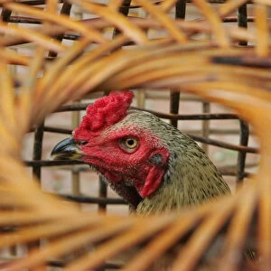 Fighting rooster stands in a cage in a farm in Ayutthaya province