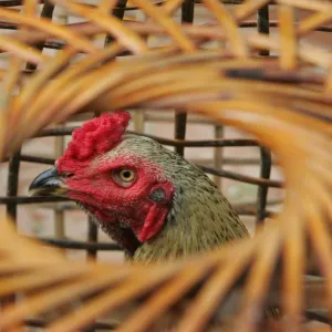 Fighting rooster stands in a cage in a farm in Ayutthaya province