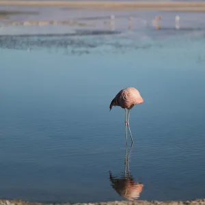 A flamingo bird is seen at Chaxa Lagoon on the Atacama Salt Flat in the Atacama Desert