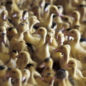 A flock of ducklings scramble in their shelter at a poultry farm in Doazit