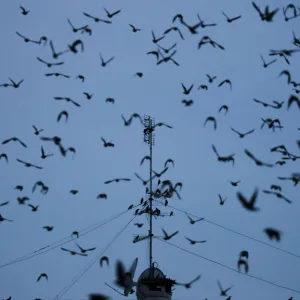 A flock of starlings fills the dusk sky over Rome