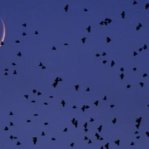 A FLOCK OF STARLINGS HOVERS ABOVE ROME