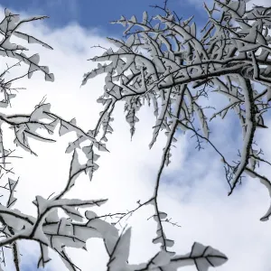 Fresh snow clings to trees near Big Bend, California