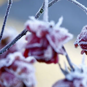 Frost is seen on roses during cold morning hours in Eichenau