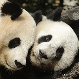 Giant panda Yang Yang and her cub Fu Hu cuddle in their enclosure on Fu Hus second