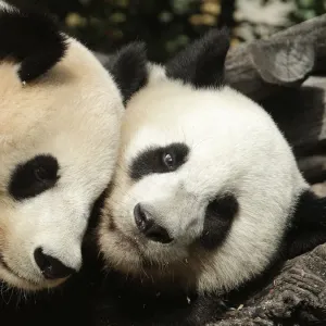 Giant panda Yang Yang and her cub Fu Hu cuddle in their enclosure on Fu Hus second