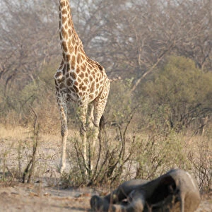 A giraffe walks near a carcass of an elephant at a watering hole inside Hwange National