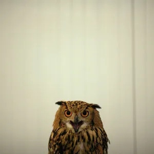 Owls Collection: Long Eared Owl