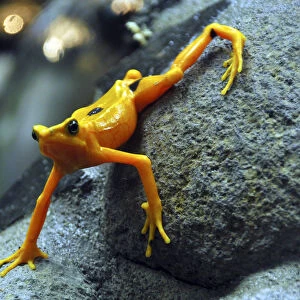 A gold frog is seen at the El Nispero Zoo in El Valle town