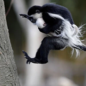 A guereza monkey jumps with a newborn baby at Prague Zoo