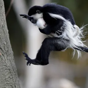A guereza monkey jumps with a newborn baby at Prague Zoo