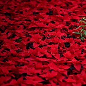 Six hectares of traditional Christmas red Poinsettia flowers are prepared for wholesale