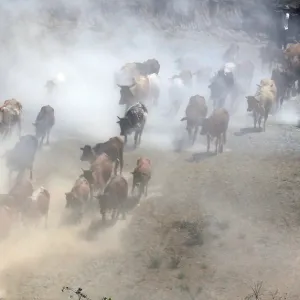 A herdsman walks his cattle as they graze through a dust storm near the Olkaria