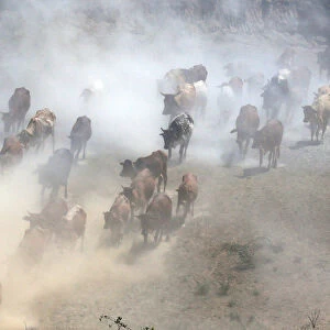 A herdsman walks his cattle as they graze through a dust storm near the Olkaria