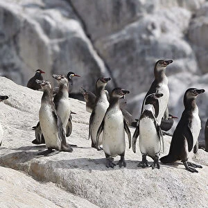 Penguins Collection: Humboldt Penguin