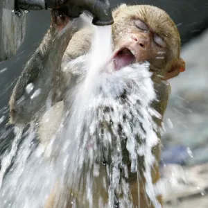 Print of a monkey drinking from a roadside tap in Siliguri, India