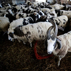 Jacob sheep stand in their barn in Ramot Naftali