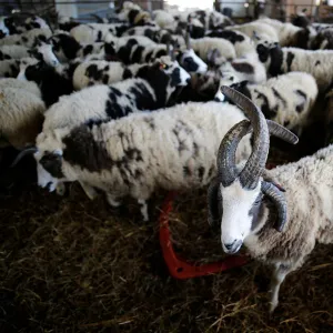 Jacob sheep stand in their barn in Ramot Naftali