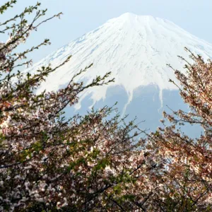 JAPANs MOUNT FUJI IS SEEN BEHIND CHERRY BLOSSOMS IN FUJI, JAPAN