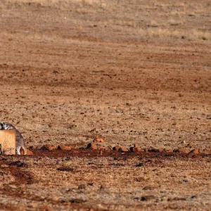 A kangaroo drinks from a water tank located in a drought-effected paddock on farmer