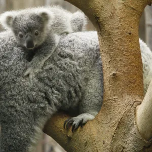 A koala joey hangs on its mother at the zoo in Duisburg