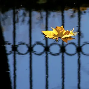 Leaf floats in a pond at a park in St Petersburg