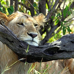A lion rests his head on a tree branch in Kenyas Msai Mara game reserve