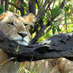 A lion rests his head on a tree branch in Kenyas Msai Mara game reserve