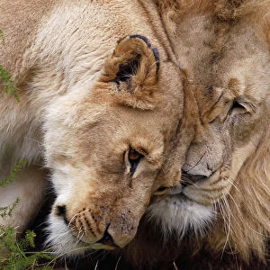 Two lions are seen at the Lionsrock Big Cat Sanctuary near Bethlehem
