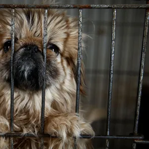 Local-bred Pekingese dog stands in a cage at local animal breeder Zhang Lei in Beijing