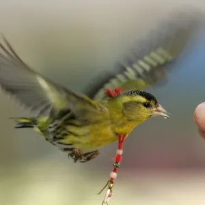 A man feeds a bird in Shanghai