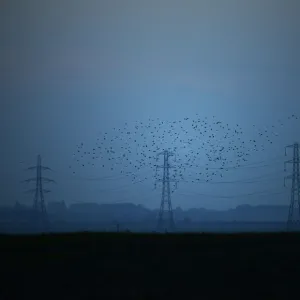 Migrating starlings fly at dusk past electricity pylons silhouetted by the sunset of a