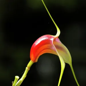 A miniature orchid, masdevallia reichenbachiana, which is a native species unique in Costa Rica