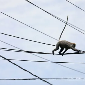 Sri Lanka Collection: Animals