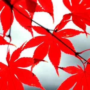 The morning sun illuminates the late changing fire red leaves in Falls Church, Virginia