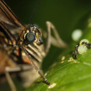 A morpho peleides butterfly lays its eggs, while two ants surround one