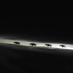 A musher and his dogs compete during the ninth stage of the La Grande Odyssee sled