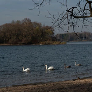 Mute swans swim in a lake during sunny autumn day on the outskirts of Minsk