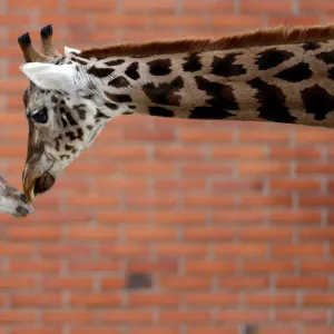 A newly born baby Rothschilds giraffe is seen inside its enclosure in Liberec