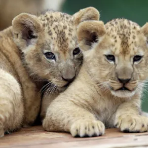 Newly born Barbary lion cubs rest inside their enclosure at Dvur Kralove Zoo