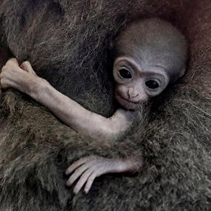 A newly born endangered Silvery Gibbon baby is held by its mother Alangalang at Prague