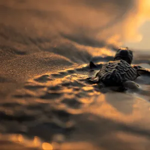 A newly-hatched baby sea turtle makes its way into the Mediterranean Sea for the first time