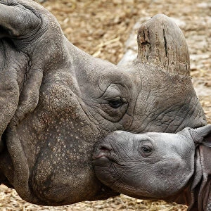 Nine-day old male Indian rhinoceros Jari stands beside his mother Quetta in an enclosure