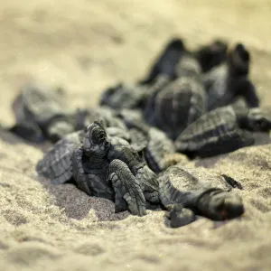 Mollusks Collection: Olive Shells