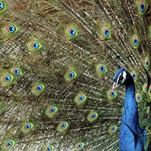 A Peacock Spreads its Feathers