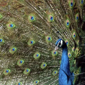 A Peacock Spreads its Feathers