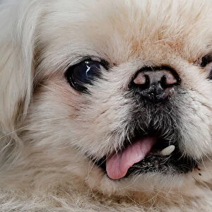 Dogs Collection: Pekingese