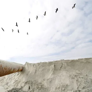 Pelicans fly above dredging equipment at St. Augustine Beach in Florida